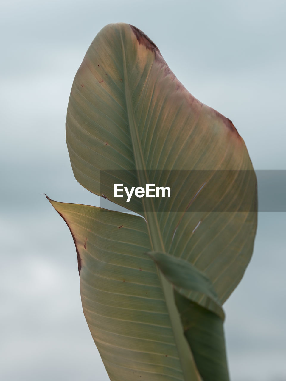 CLOSE-UP OF LEAF WITH PLANT AGAINST SKY