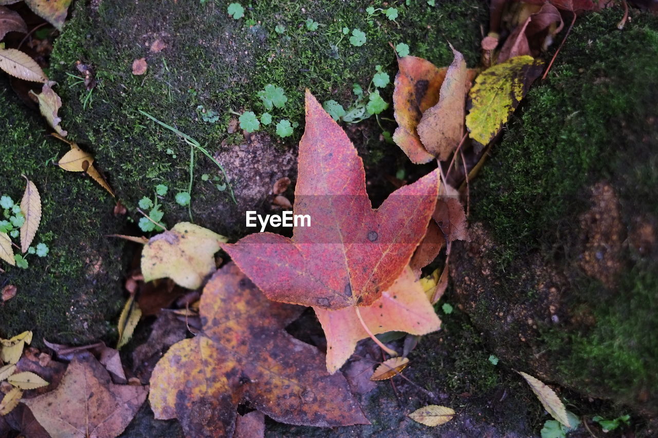 High angle view of maple leaves fallen in forest