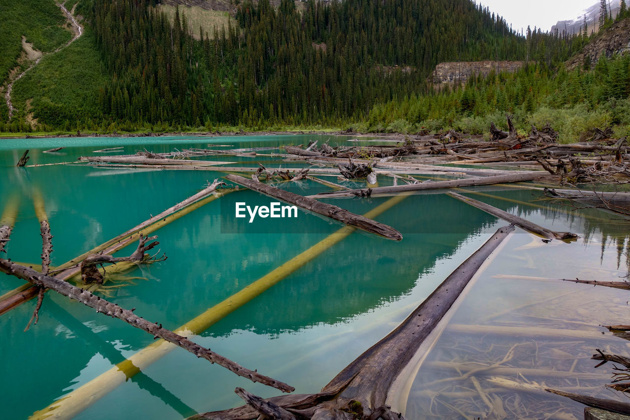 Scenic view of lake in forest