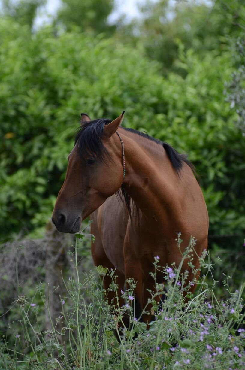 Horse standing amid plants