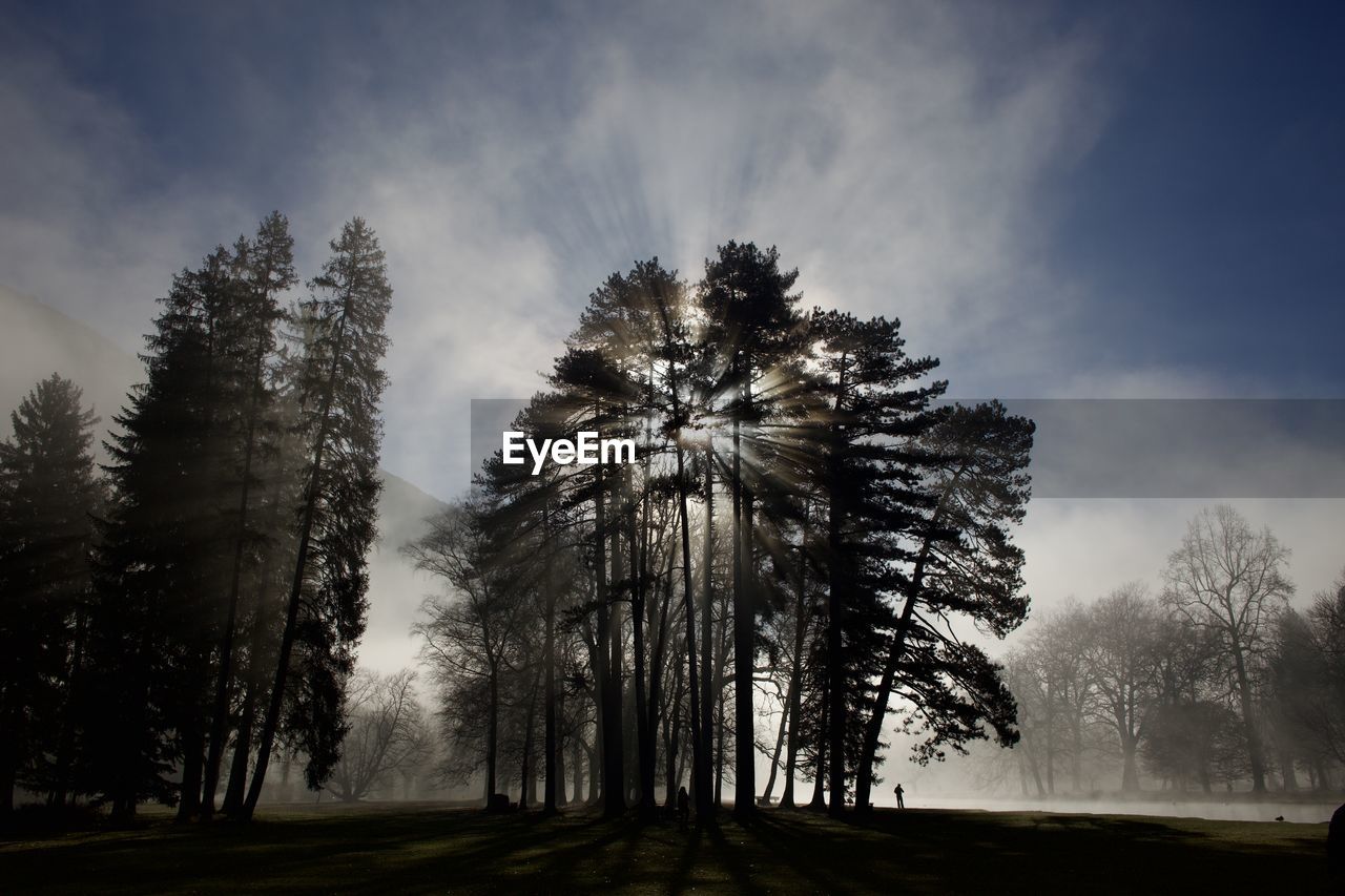 tree, plant, nature, sky, land, morning, beauty in nature, environment, cloud, sunlight, scenics - nature, landscape, forest, tranquility, darkness, pine tree, coniferous tree, no people, tranquil scene, pinaceae, non-urban scene, pine woodland, silhouette, growth, outdoors, fog, woodland, mist, horizon, dawn, light, idyllic, grass