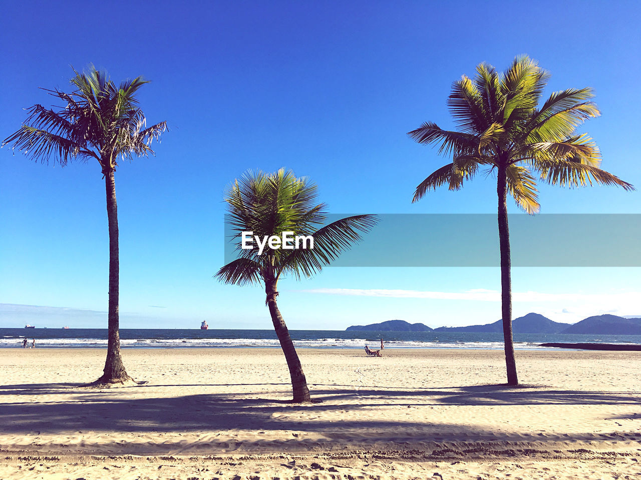 PALM TREES AGAINST SKY