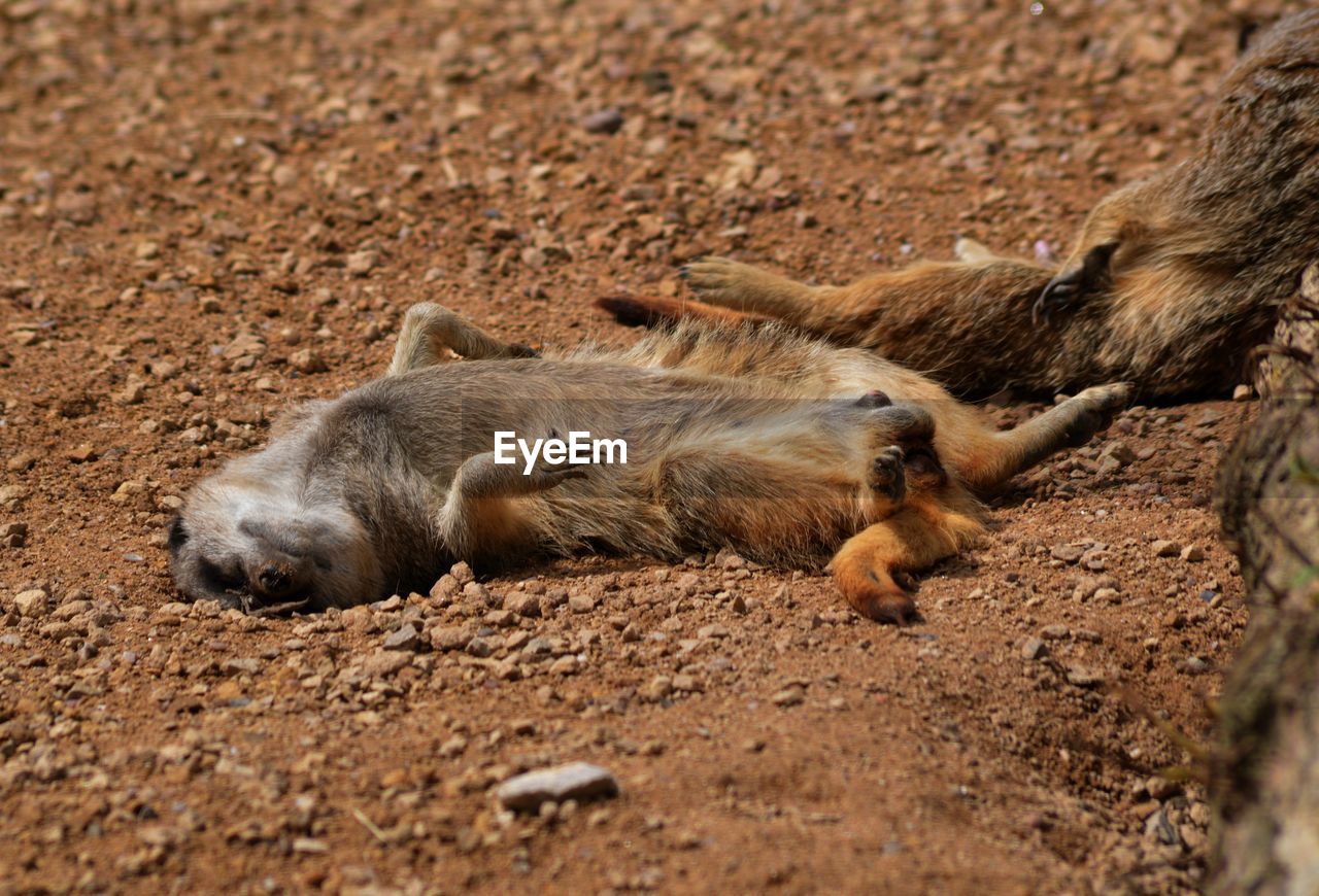 Meerkats in forest