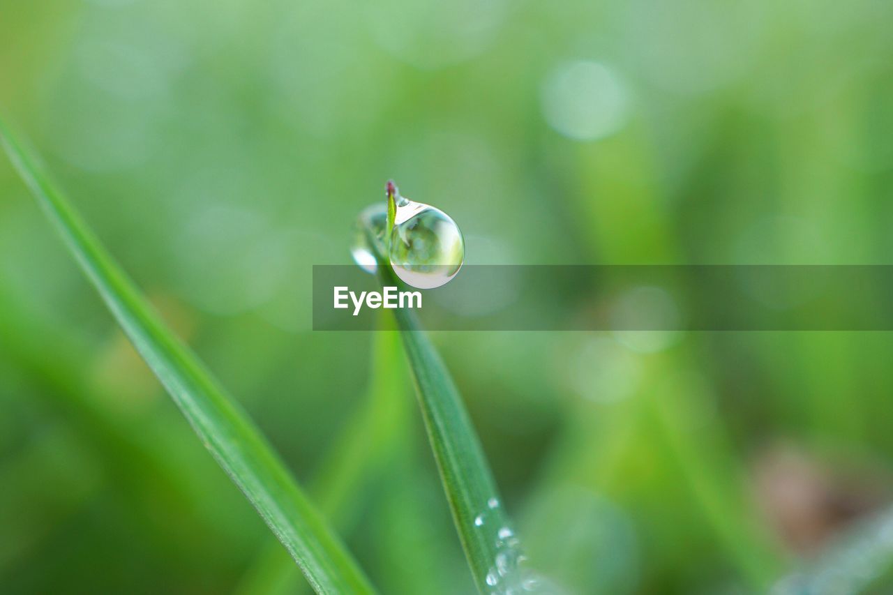 Close-up of wet grass