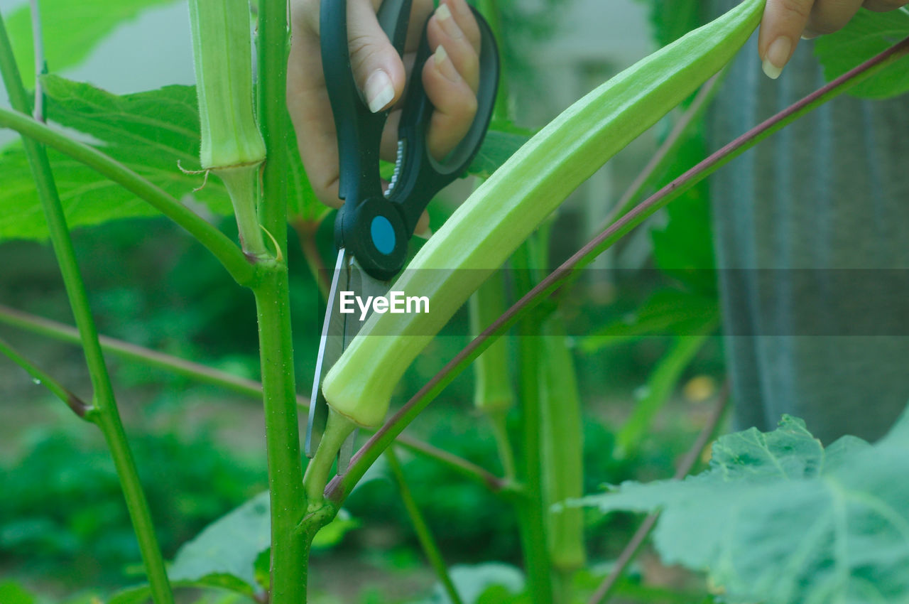 PERSON HOLDING PLANT