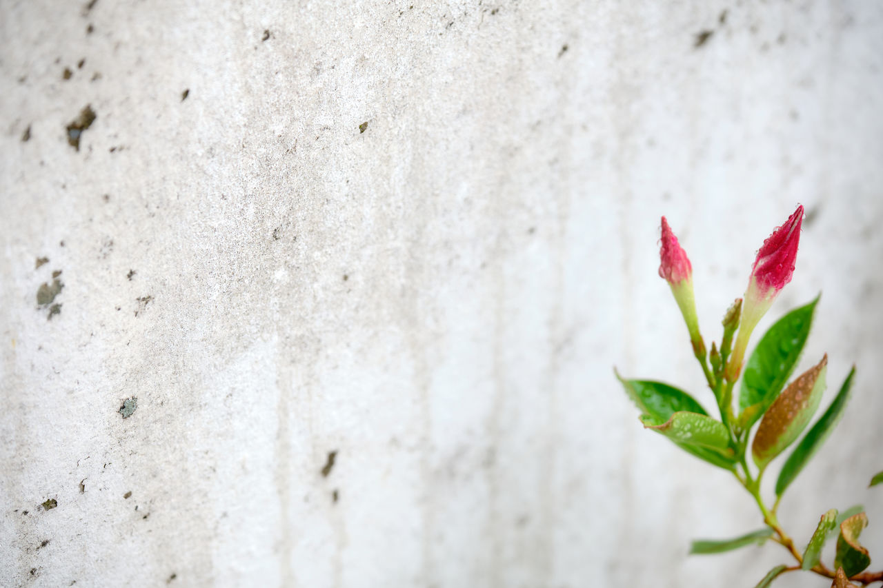 CLOSE-UP OF RED WALL WITH FLOWER