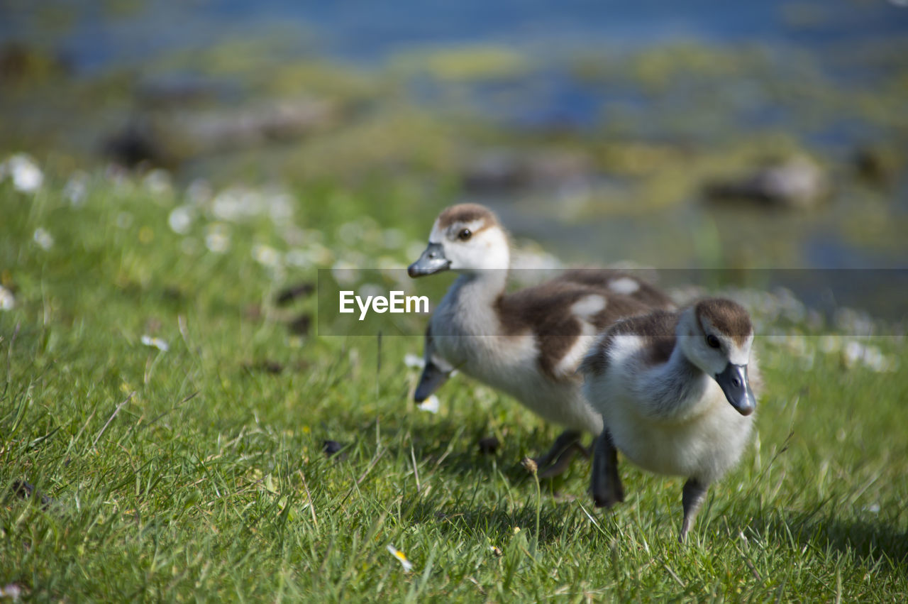 Bird on field