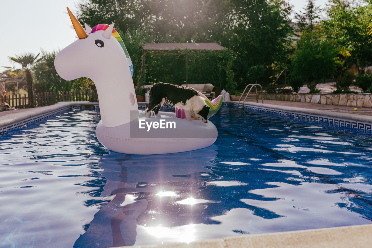  border collie dog sitting on inflatables unicorn toy in swimming pool. summer time, vacation