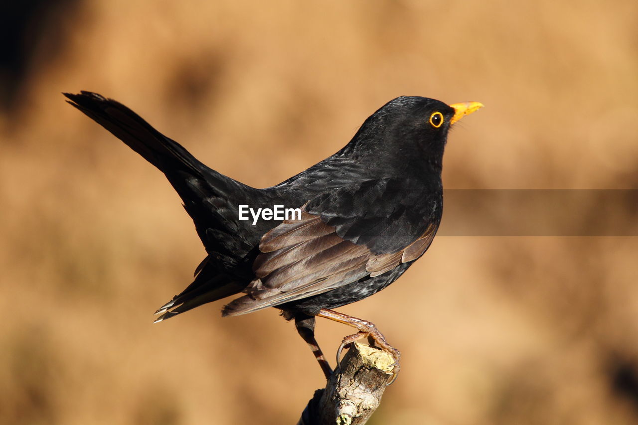 CLOSE-UP OF BIRD PERCHING ON BRANCH