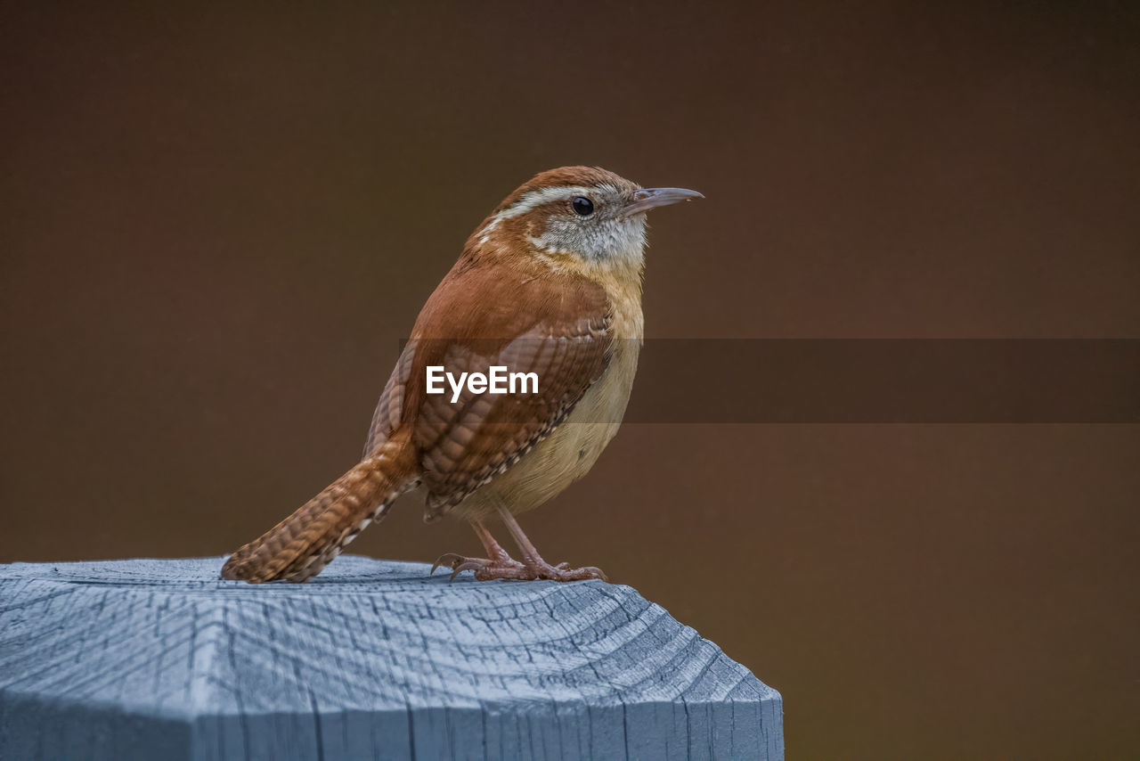 bird, animal themes, animal, animal wildlife, one animal, perching, wildlife, beak, close-up, no people, wood, sparrow, nature, copy space, wing