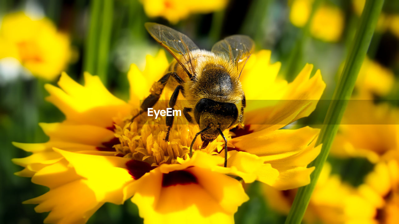 CLOSE-UP OF HONEY BEE ON YELLOW FLOWER