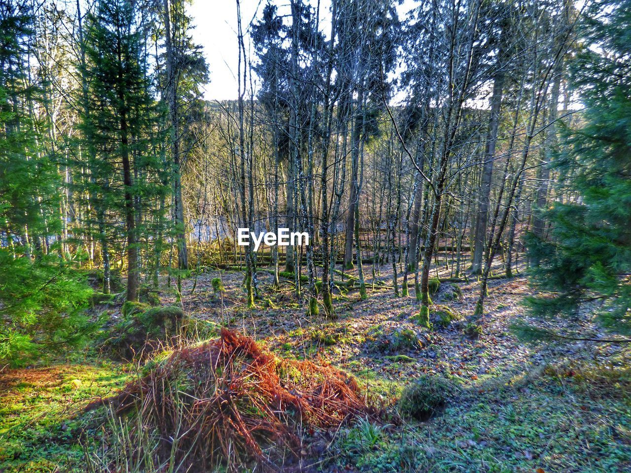 FULL FRAME SHOT OF BAMBOO TREE IN FOREST