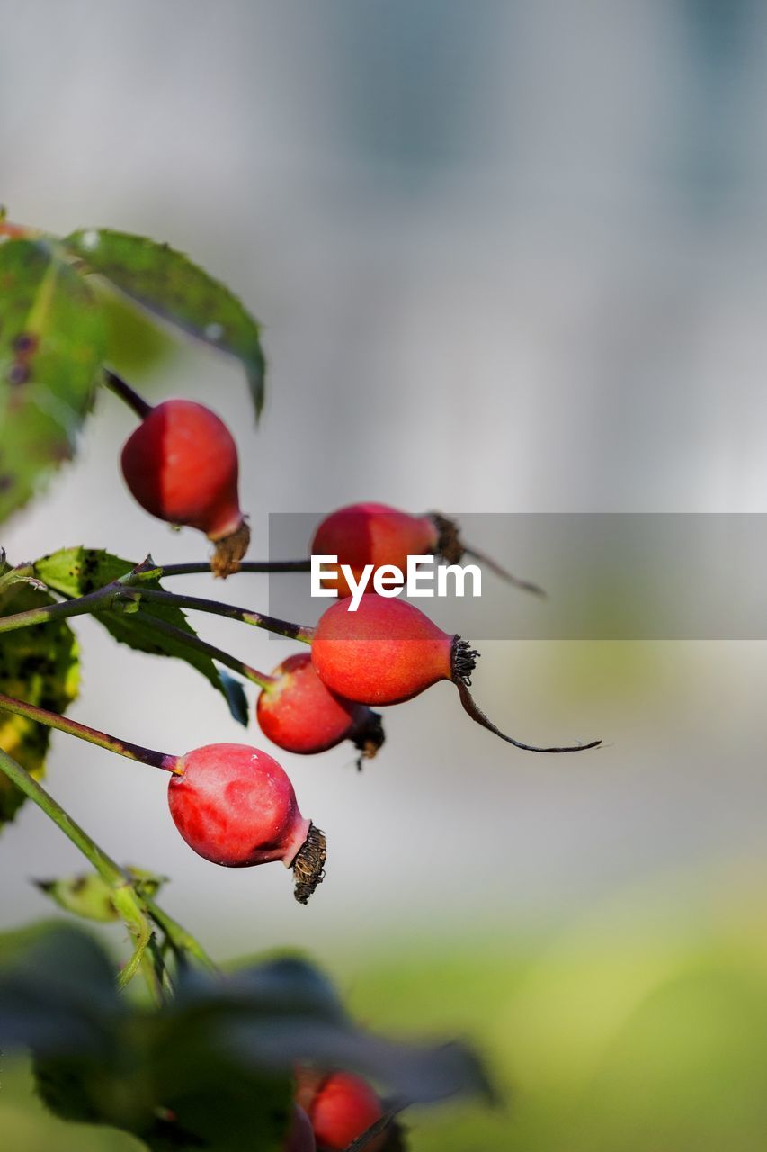 Close-up of red berries growing on tree