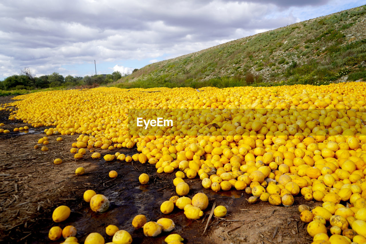 close-up of yellow flowering plants on field