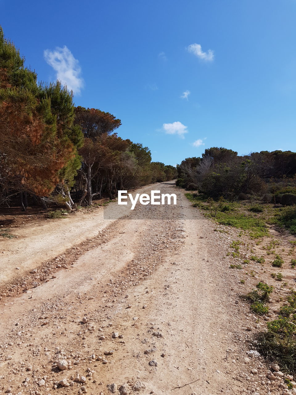 Dirt road along plants and trees against sky