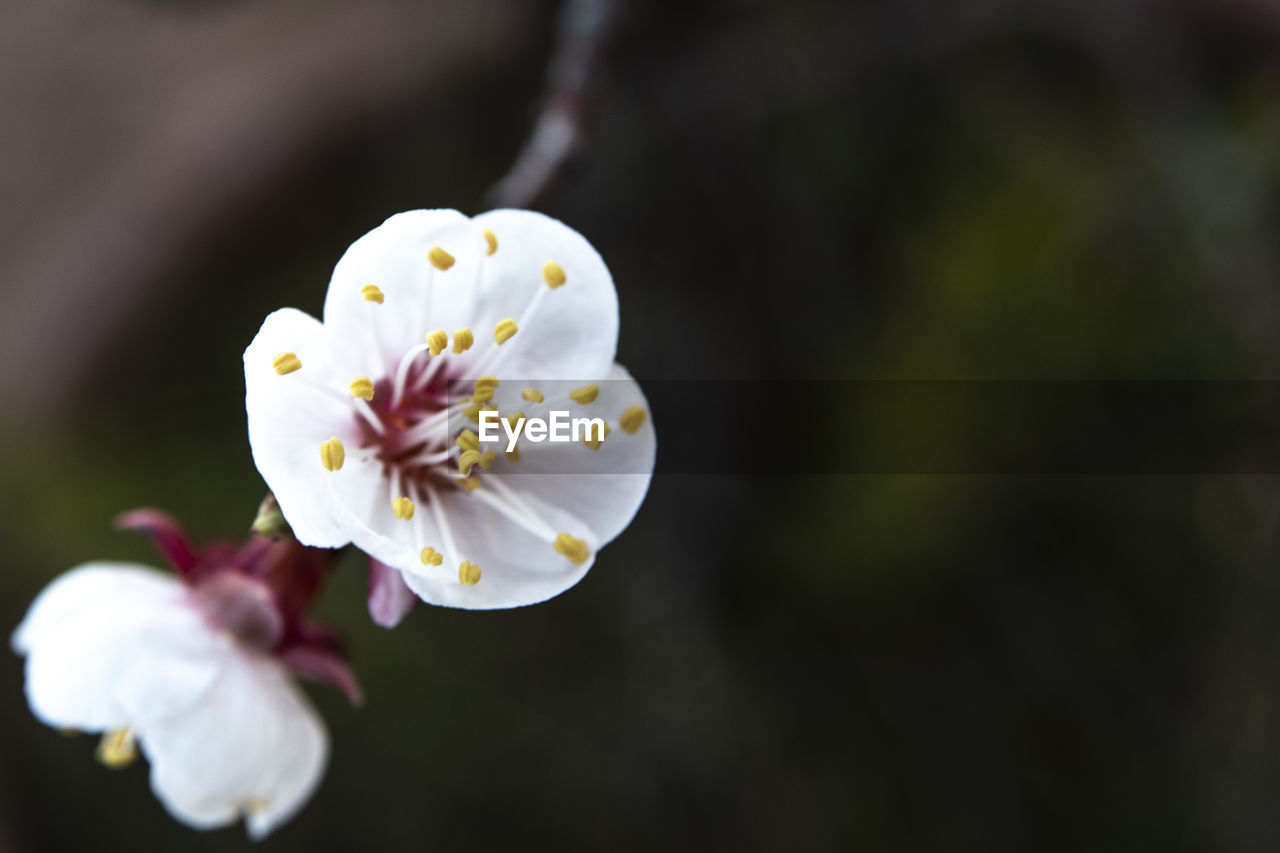 CLOSE-UP OF CHERRY BLOSSOM