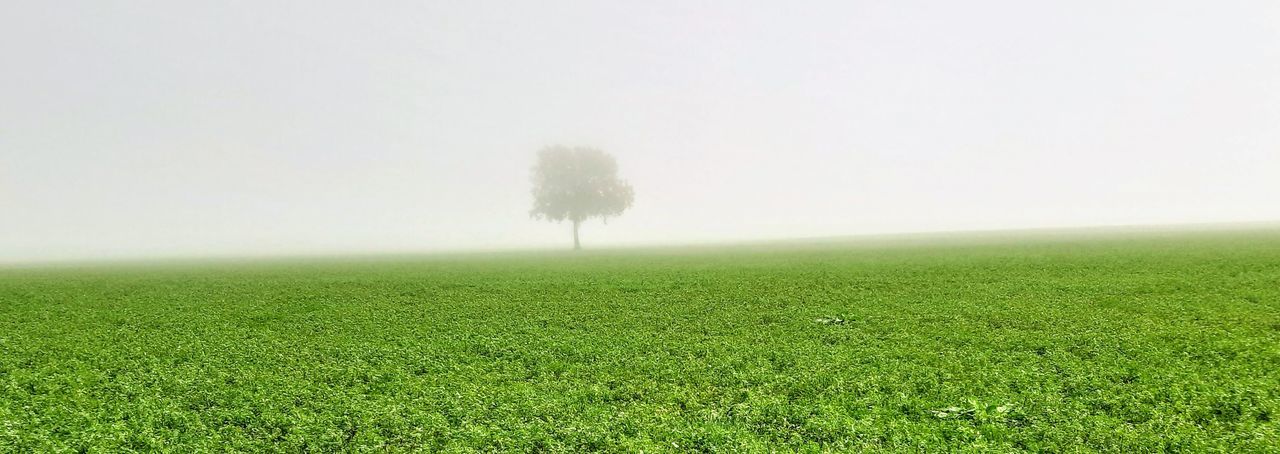 SCENIC VIEW OF FIELD AGAINST CLEAR SKY