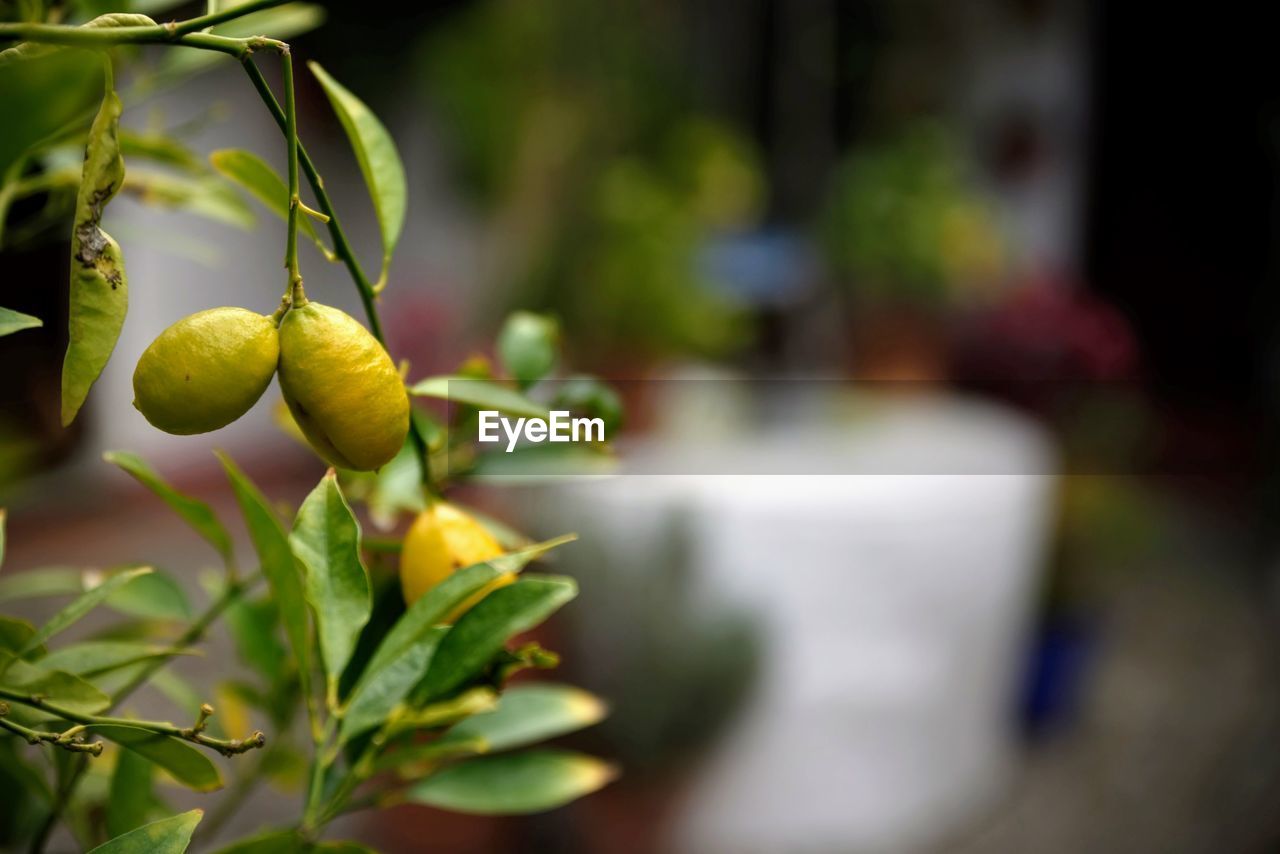 Close-up of fresh green plant