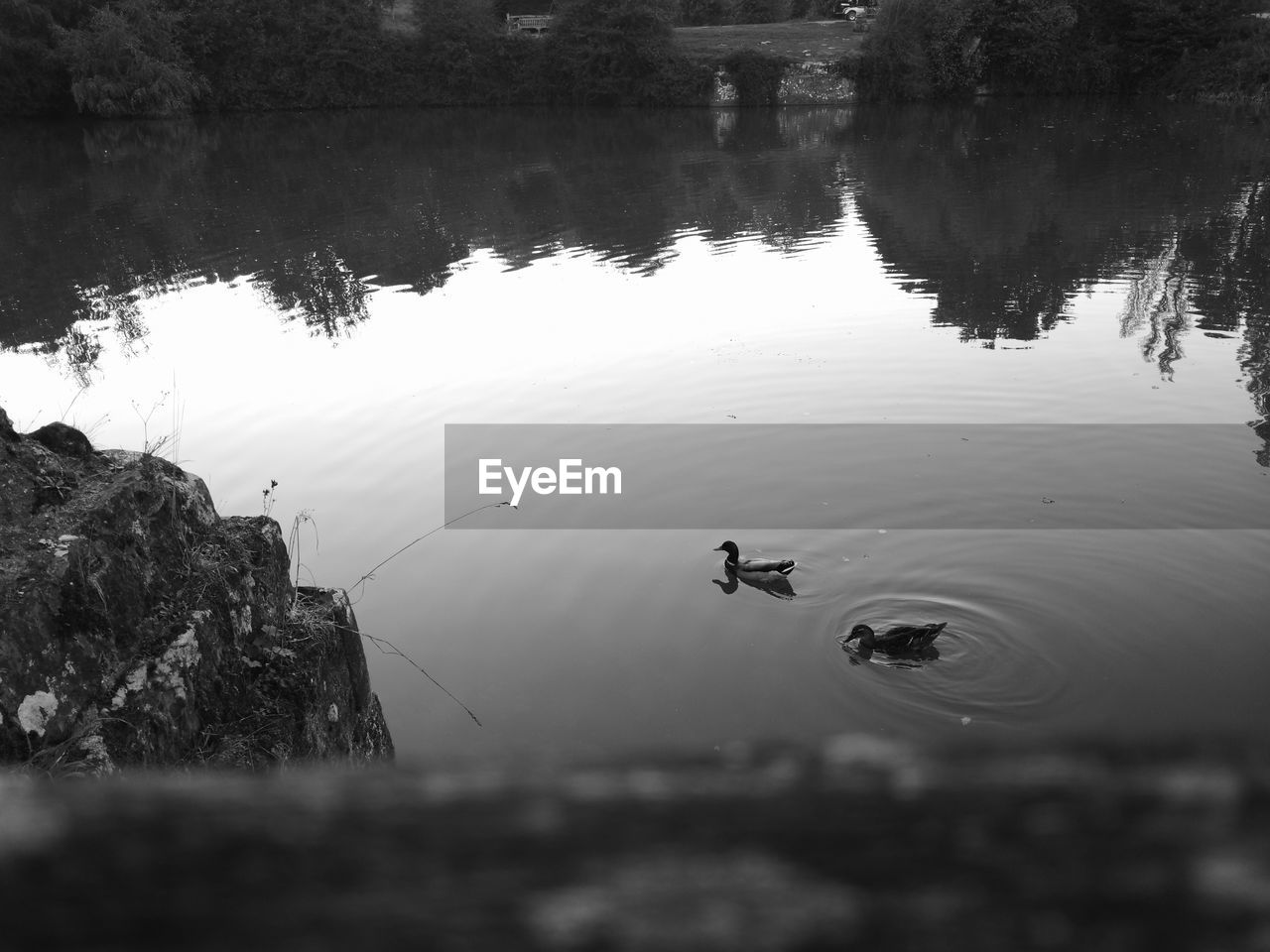 HIGH ANGLE VIEW OF BIRDS SWIMMING ON LAKE