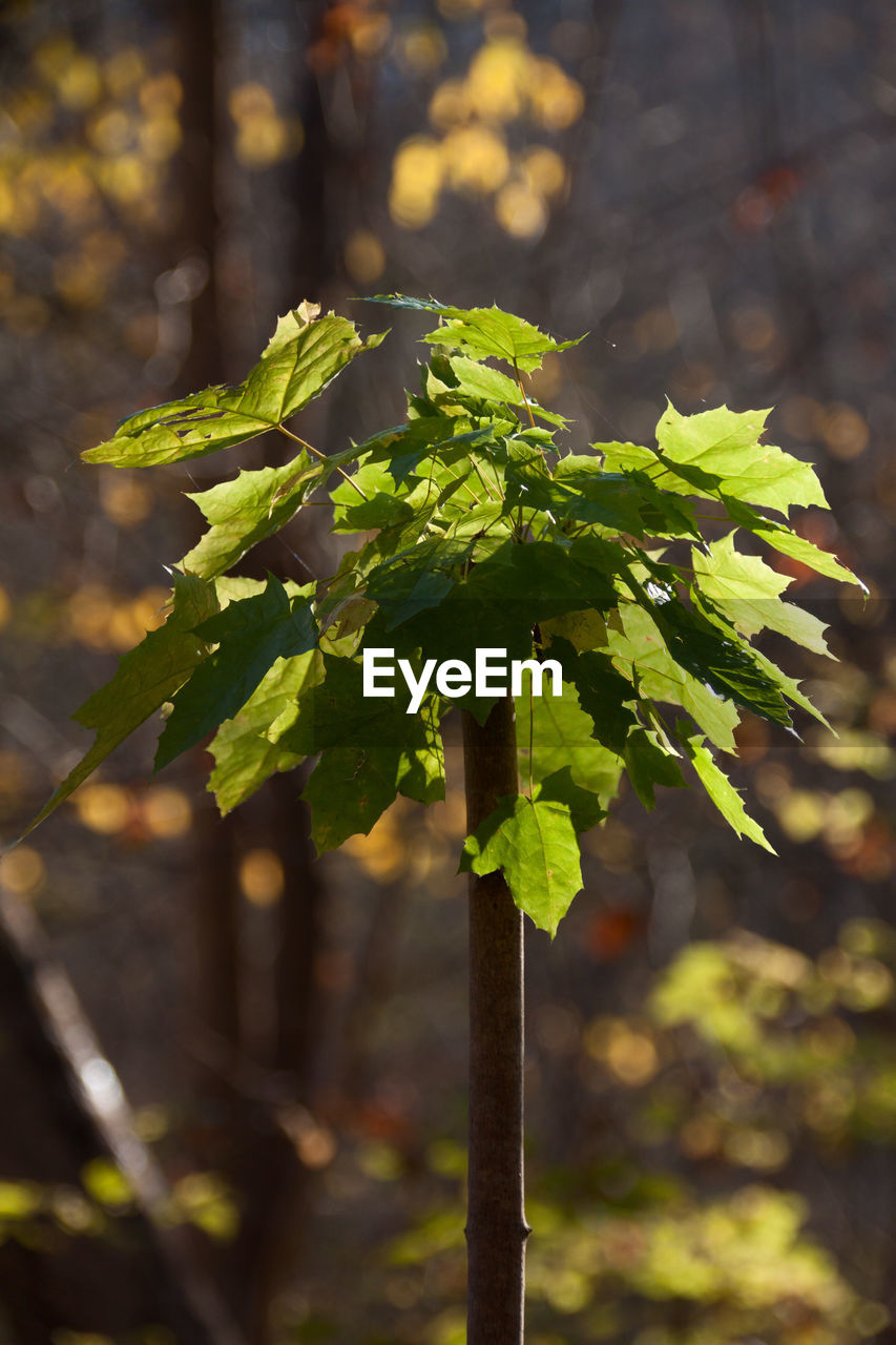 CLOSE-UP OF FRESH GREEN LEAVES ON PLANT