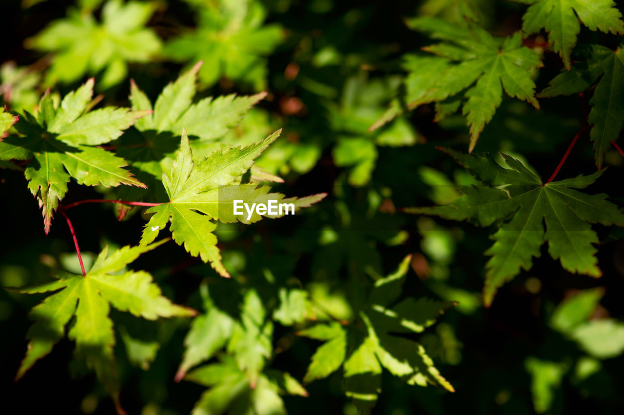 CLOSE-UP OF MAPLE LEAVES