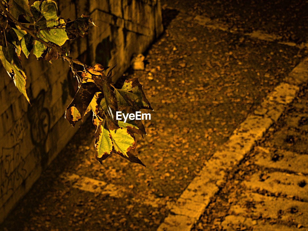 Close-up of tree against street at night