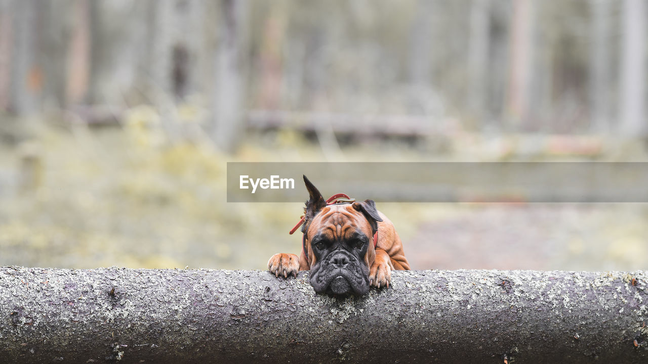 A dog in the forest on a fallen tree, horizontal image