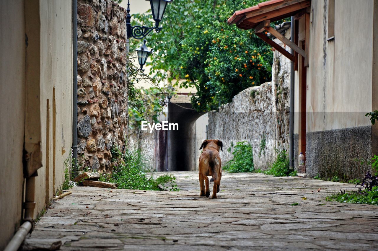 Rear view of stray dog in alley