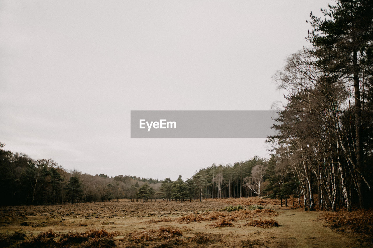 New forest national park forest in winter