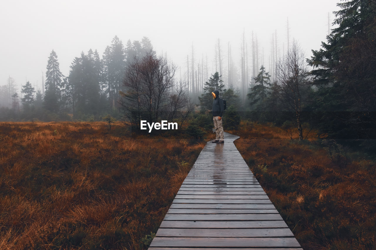 boardwalk amidst trees in forest