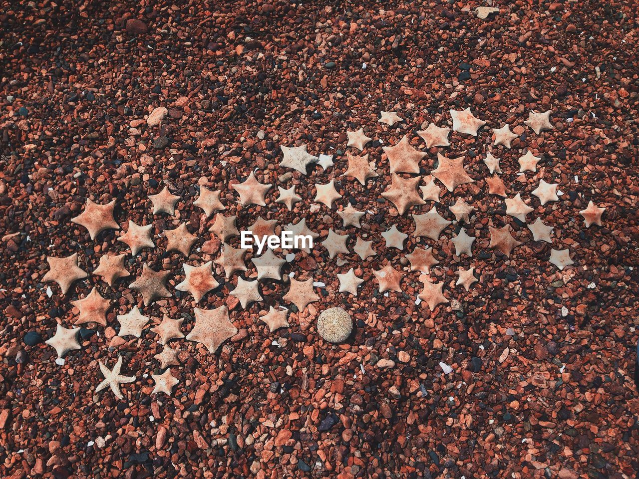 High angle view of starfish and shells on beach