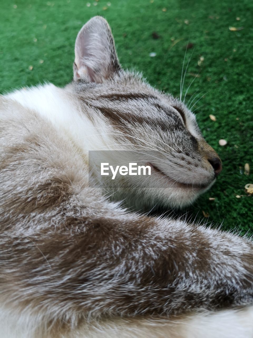 Close-up of a cat sleeping on grass