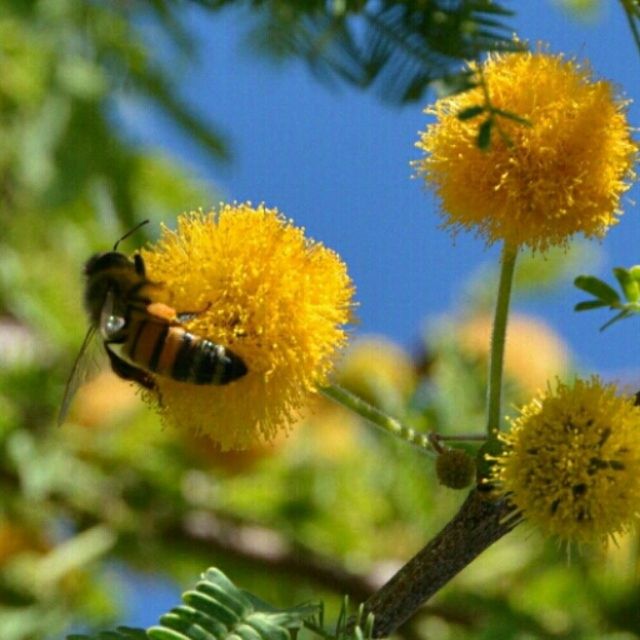 CLOSE-UP OF HONEY BEE POLLINATING ON FLOWER