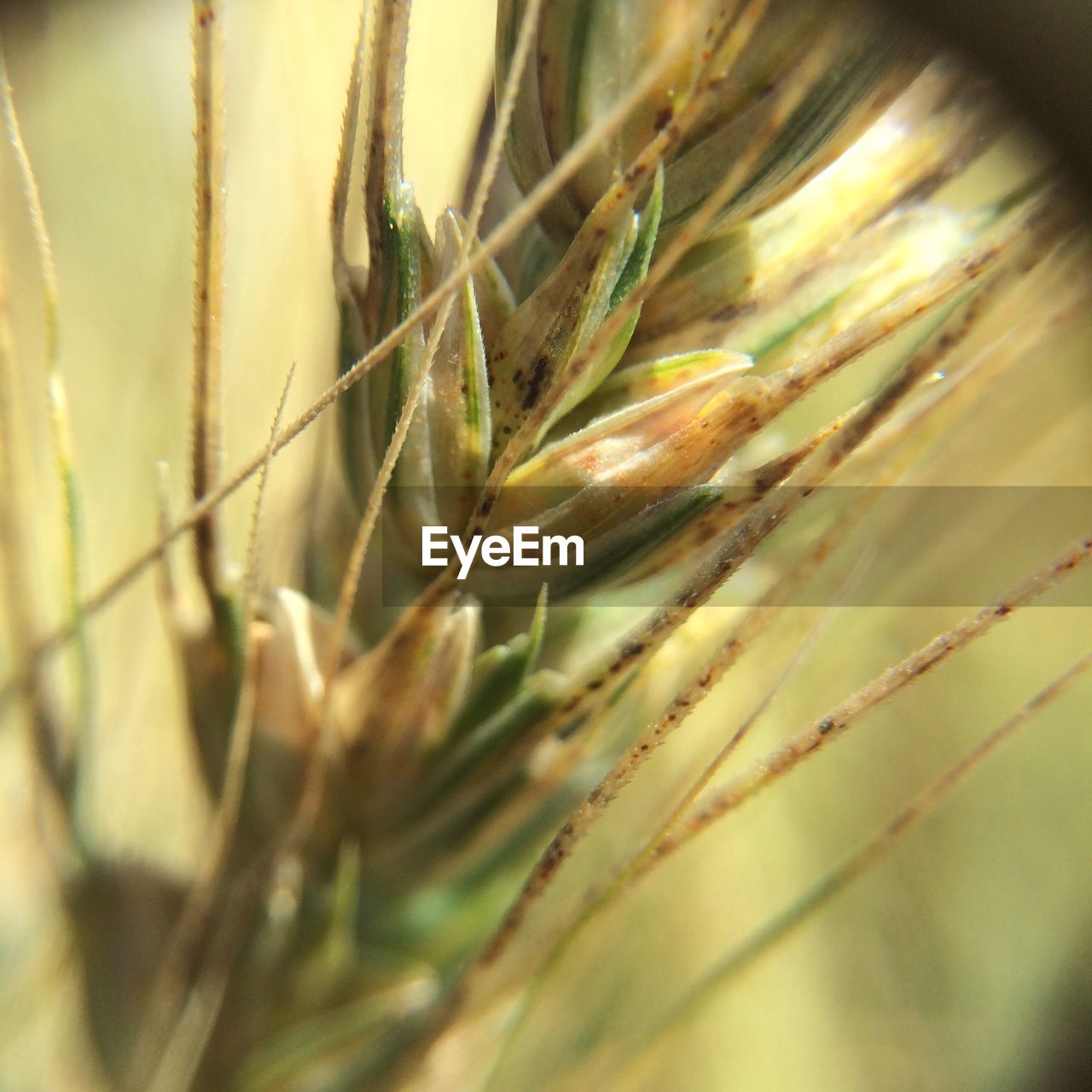 Ear of wheat