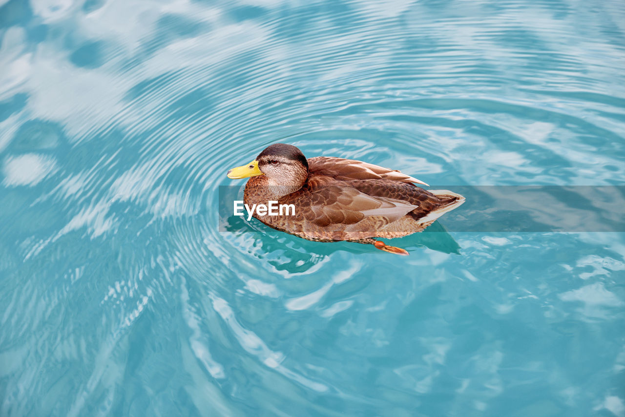 high angle view of duck swimming in lake