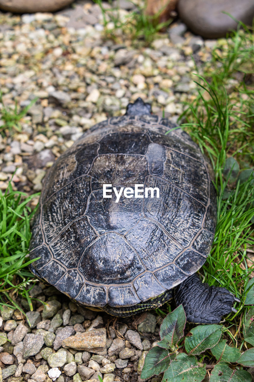 turtle, animal, animal themes, animal wildlife, tortoise, reptile, wildlife, one animal, nature, shell, no people, animal shell, close-up, day, outdoors, tortoise shell, plant, high angle view, land