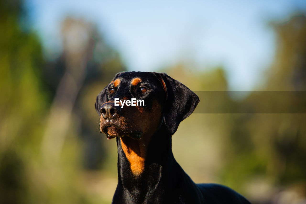 Close-up of doberman pinscher