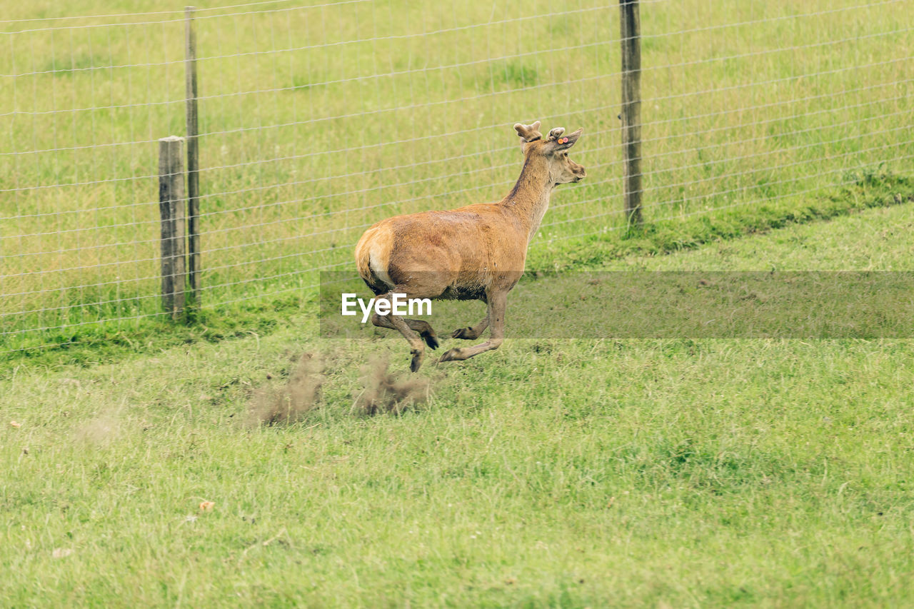 Side view of deer running on grassy field