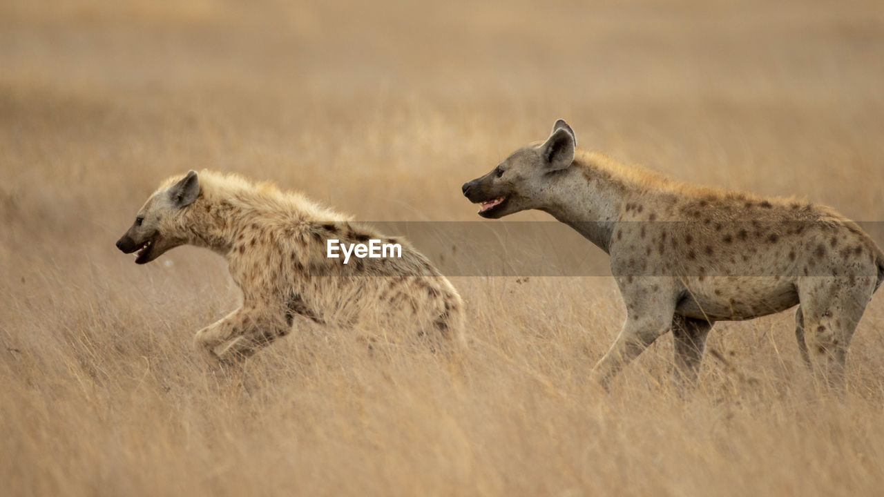 African black spotted hyena