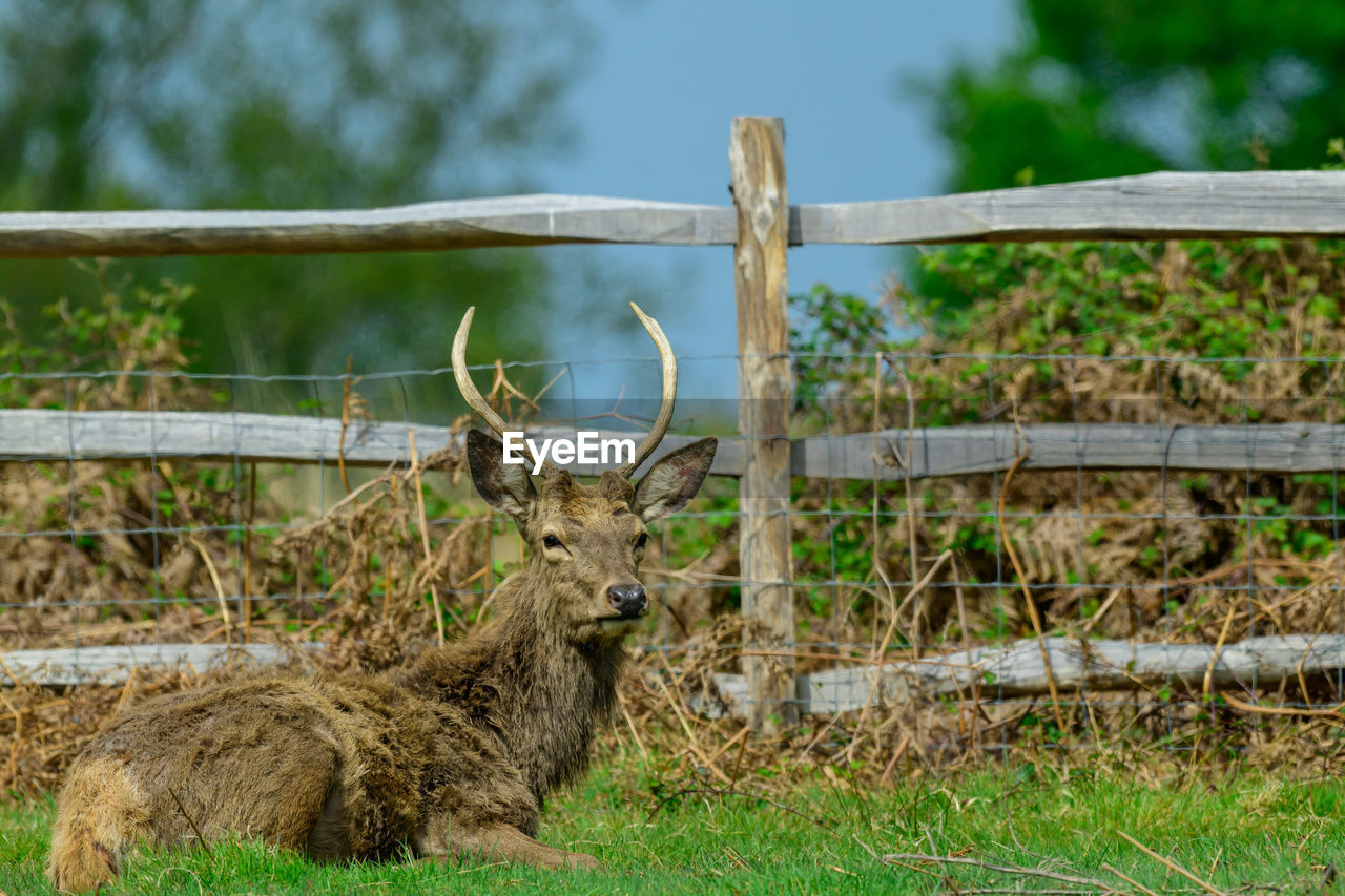 animal themes, animal, mammal, wildlife, animal wildlife, fence, plant, one animal, deer, nature, antler, no people, field, grass, day, land, domestic animals, tree, relaxation, outdoors, elk, herbivorous, focus on foreground, landscape, horned, agriculture
