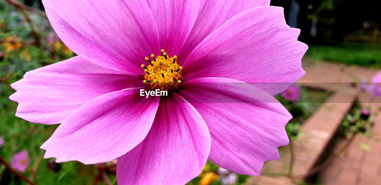 CLOSE-UP OF PINK COSMOS PURPLE FLOWER