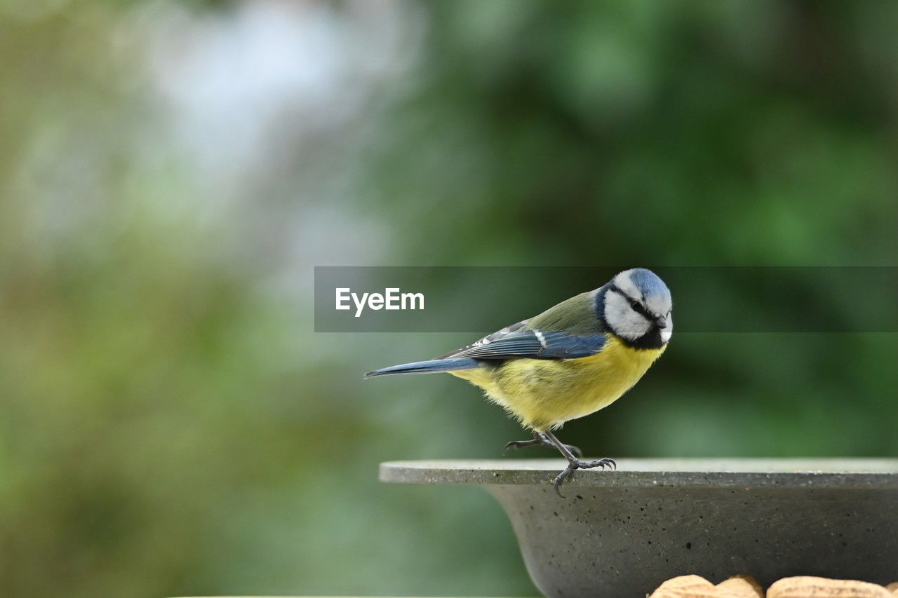 animal themes, bird, animal, animal wildlife, one animal, wildlife, focus on foreground, beak, perching, songbird, food, food and drink, eating, nature, no people, close-up, full length, day, side view, beauty in nature, outdoors, multi colored, copy space, great tit, surface level, selective focus, sunbeam, wood, fruit, outdoor pursuit, branch, sunlight, healthy eating
