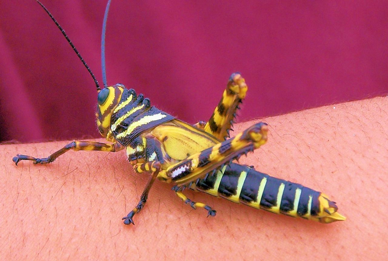 Close-up of grasshopper on person hand