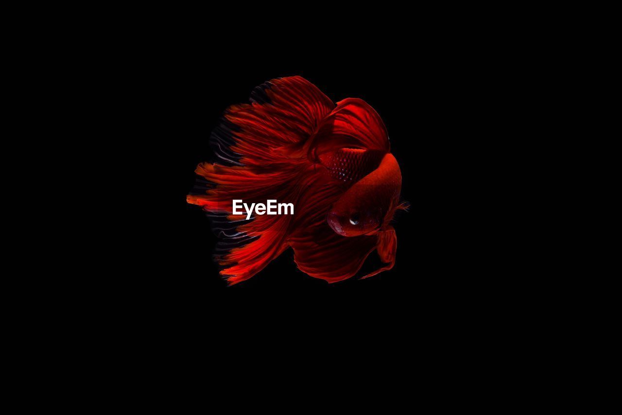 Close-up of red fish against black background