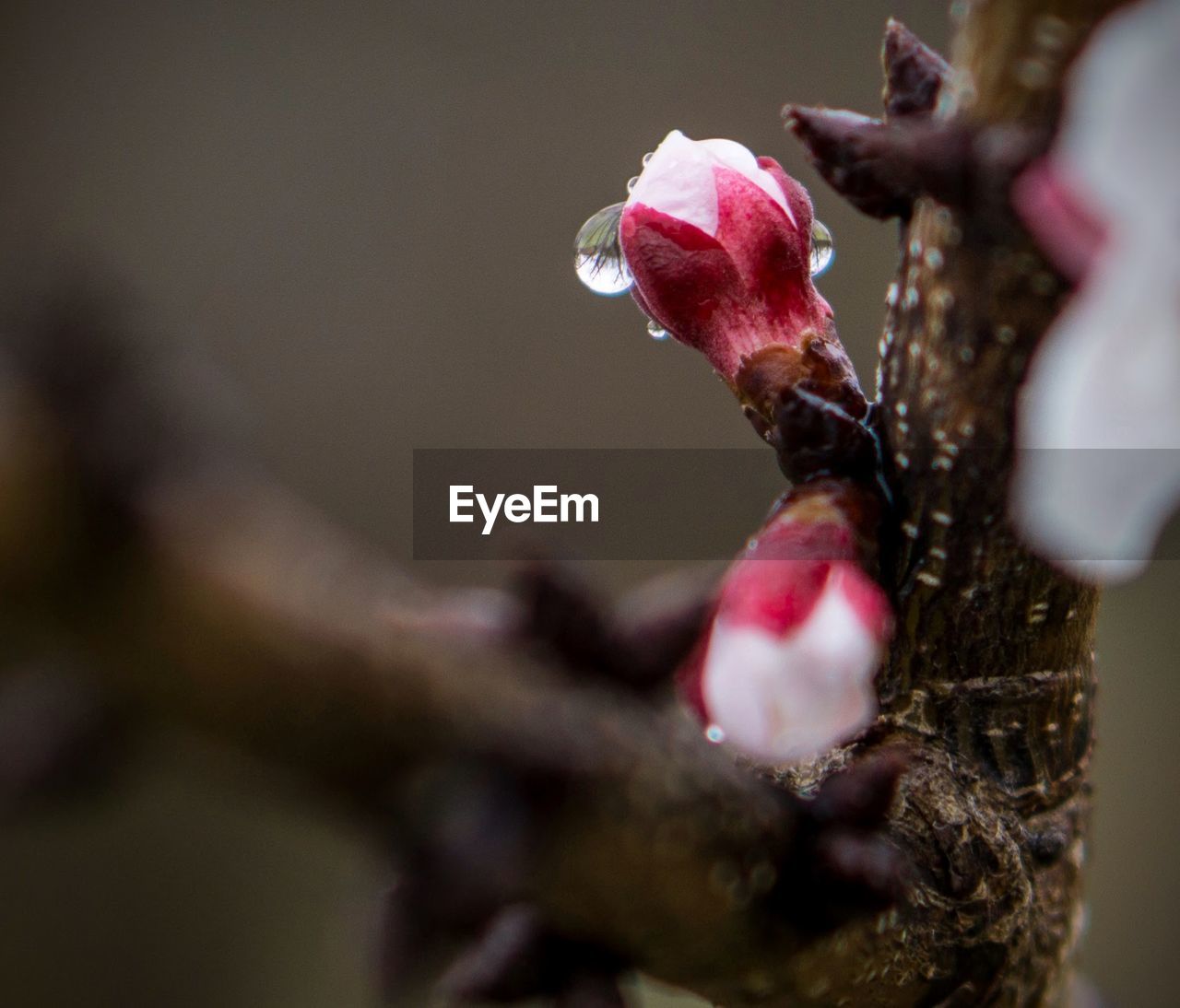 Close-up of cherry blossoms