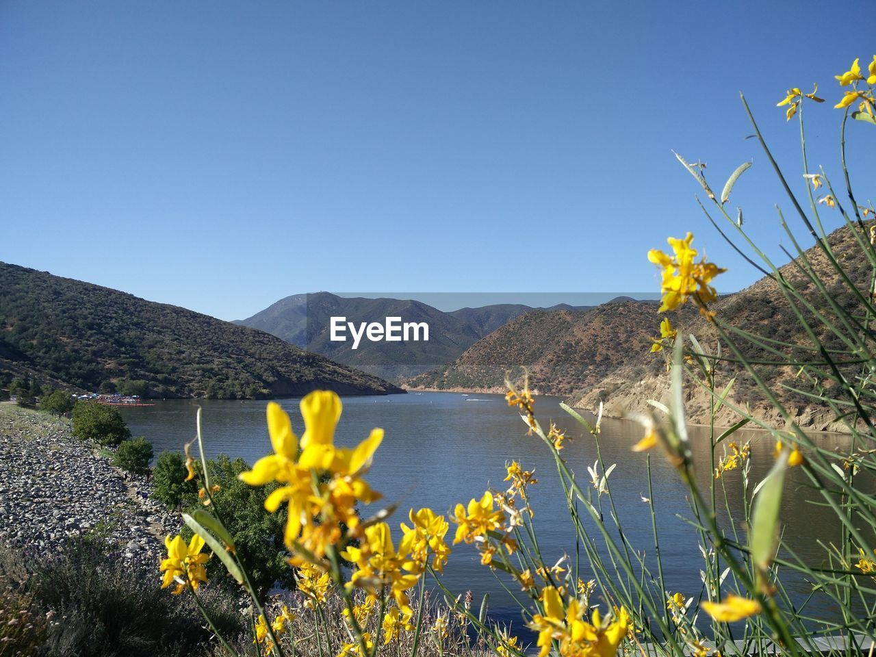 YELLOW FLOWERS AGAINST MOUNTAIN RANGE