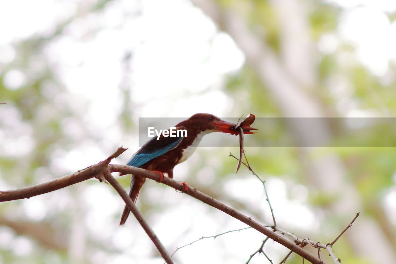 CLOSE-UP OF BIRD PERCHING ON TREE