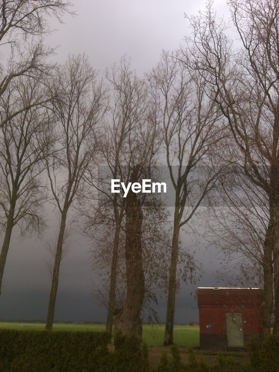 Bare trees in field during foggy day