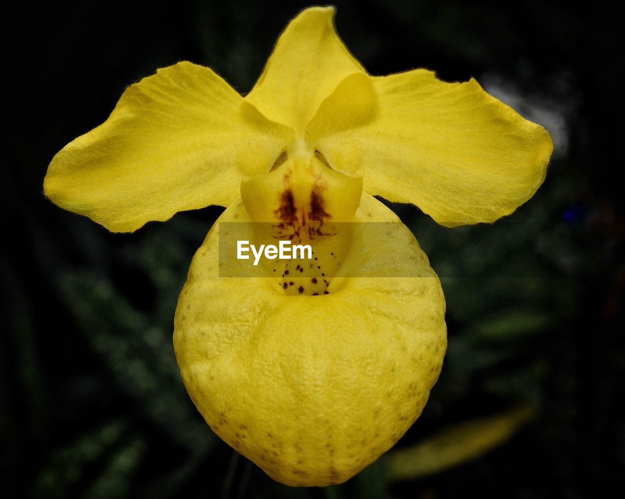 CLOSE-UP OF YELLOW FLOWERS