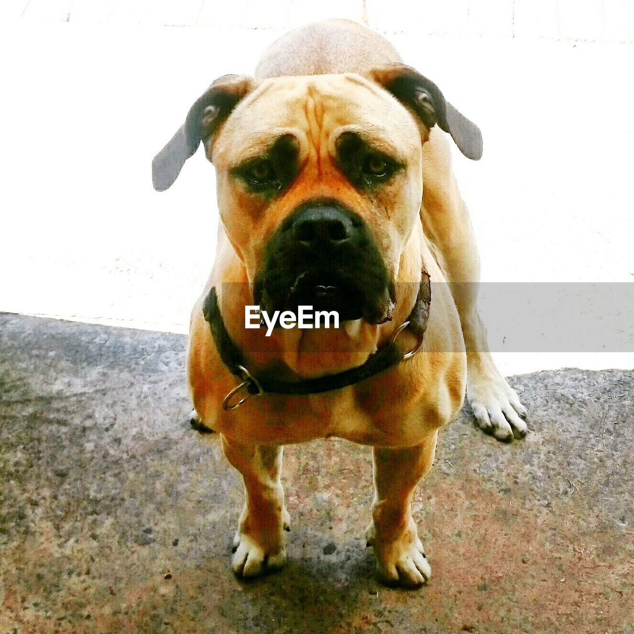 CLOSE-UP PORTRAIT OF DOG OUTDOORS